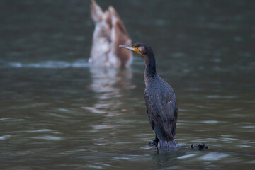 Great cormorant ,,Phalacrocorax carbo,, on danube river, Danubian wetland, Slovakia