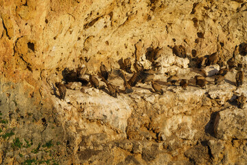 Griffon Vultures nesting in granite rock gullies