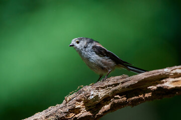 Long-tailed tit ,,Aegithalos caudatus,, in its natural environment, Danubian wetland, Slovakia