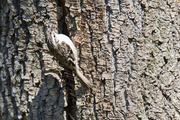 Gartenbauml&auml;ufer an einem Baum beim Nestbau	
