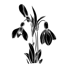 First spring flowers. Snowdrops vector silhouette illustration