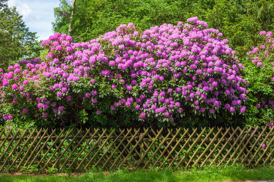 Pink Rhododendronbl&uuml;te,Gartenzaun, Niedersachsen, Deutschland