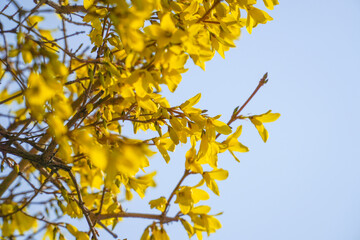 A photo of forsythia in springtime