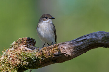  Spotted flycatcher ,,Muscicapa striata,, in its natural environment, Danubian wetland, Slovakia