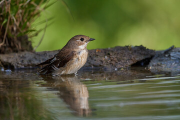 Spotted flycatcher ,,Muscicapa striata,, in its natural environment, Danubian wetland, Slovakia