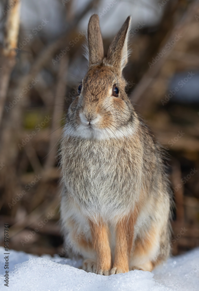 Wall mural Eastern cottontail rabbit sitting in the snow in a winter forest in Canada