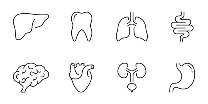 Healthcare Outline Icon, Internal Organ Anatomy. Human Brain, Intestine, Urinary System, Tooth, Stomach, Lung, Liver, Heart Line Icon Set. Editable Stroke. Isolated Vector Illustration