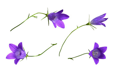 Set of purple campanula flowers isolated on white or transparent background