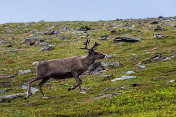 Fototapeta premium Wild reindeer in the tundra of Knivskjellodden, Norway