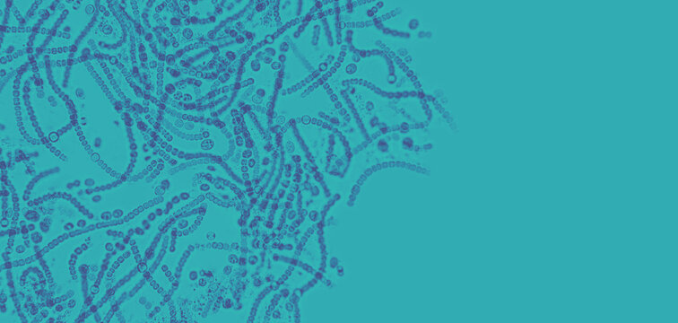 Probiotics, lactic acid bacteria. Bacteria and microorganisms. Microscopic probiotics, bacterial flora