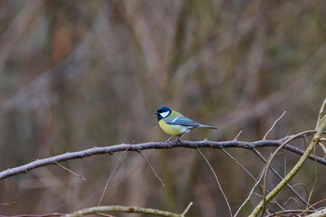Blue tit (Parus caeruleus) perched on a twig