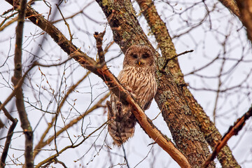Bird of prey (Strix aluco) with a captured rabbit sits on a tree branch.