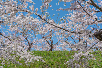 桜満開、五稜郭公園