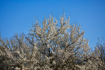 flowering tree branches on a spring day