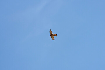 beautiful specimen of eagle on the background of the blue sky