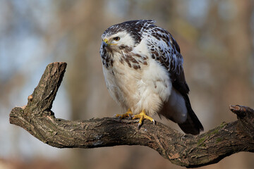 Common buzzard,, butoe buteo,, in its natural environment, Danubian wetland, Slovakia