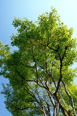 tree in the forest