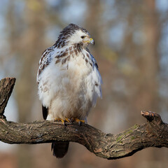 Common buzzard,, butoe buteo,, in its natural environment, Danubian wetland, Slovakia