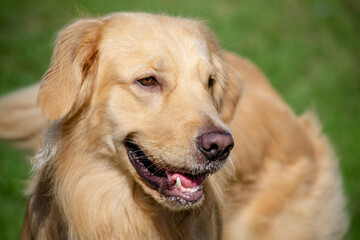 Na praia golden retriever é uma raça canina do tipo retriever originária da Grã-bretanha, e foi...