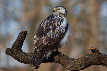 Common buzzard,, butoe buteo,, in its natural environment, Danubian wetland, Slovakia