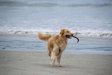 Na praia golden retriever &eacute; uma ra&ccedil;a canina do tipo retriever origin&aacute;ria da Gr&atilde;-bretanha, e foi desenvolvida para a ca&ccedil;a de aves aqu&aacute;ticas.