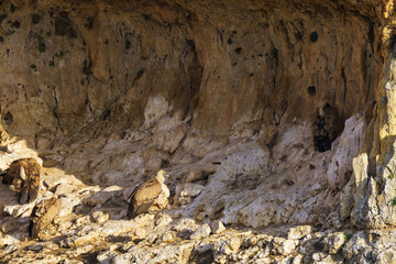 Griffon Vultures nesting in granite rock gullies