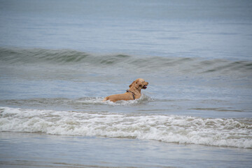 Na praia golden retriever é uma raça canina do tipo retriever originária da Grã-bretanha, e foi...