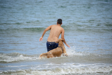 Na praia golden retriever é uma raça canina do tipo retriever originária da Grã-bretanha, e foi...