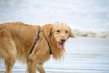Na praia golden retriever é uma raça canina do tipo retriever originária da Grã-bretanha, e foi...