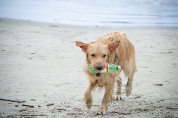 Na praia golden retriever é uma raça canina do tipo retriever originária da Grã-bretanha, e foi...