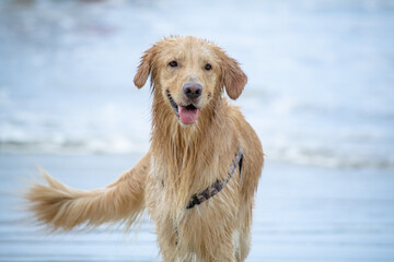 Na praia golden retriever é uma raça canina do tipo retriever originária da Grã-bretanha, e foi...