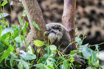 Cute Sleepy Koala Bear on the Green Tree in the Rain Forest, Thailand