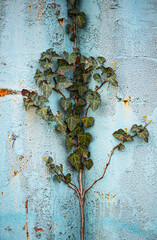 Ivy on rusty metal texture