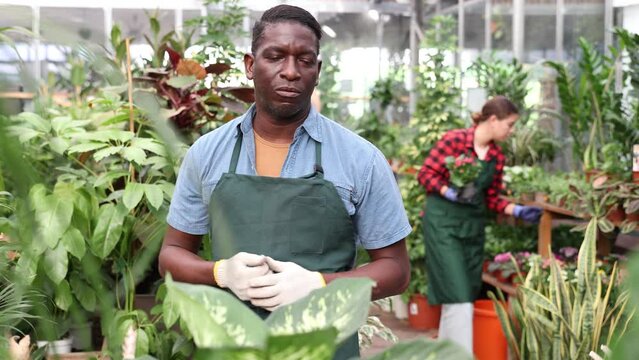 Confident african american hothouse owner engaged in growing of potted ornamental houseplants, talking among greenery of plants. High quality 4k footage