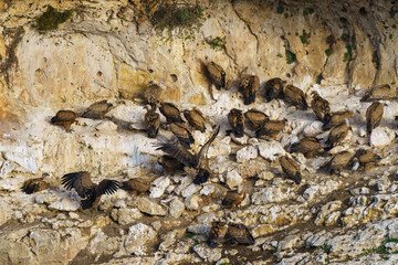 Griffon Vultures nesting in granite rock gullies
