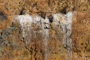 Griffon Vultures nesting in granite rock gullies