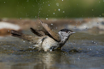 The blackcap,, Sylvia atricapilla,, in its natural environment, Danubian wetland, Slovakia