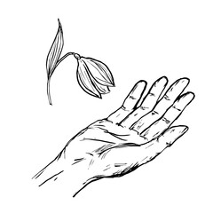 Snowdrop above the hand, isolated on white background. Vector illustration. Sketch of delicate nature for your design.