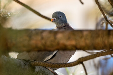 Ringeltaube (Columba palumbus) im Baum