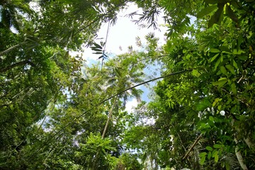 An idyllic rainforest in Siquijor in the Philippines taken from below, a blue sky in the background.