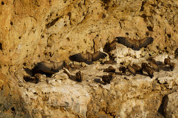 Group of griffon vultures in their nest with their wings open to shield their young from the sun