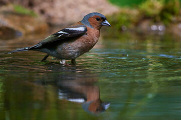 Common chaffinch ,,Fringilla coelebs,, in its natural environment, Danubian wetland, Slovakia