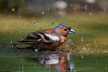 Common chaffinch ,,Fringilla coelebs,, in its natural environment, Danubian wetland, Slovakia
