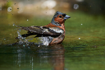 Common chaffinch ,,Fringilla coelebs,, in its natural environment, Danubian wetland, Slovakia