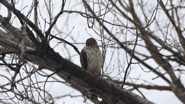 &Eacute;pervier de cooper (Accipiter cooperii) sur une branche d'arbre	