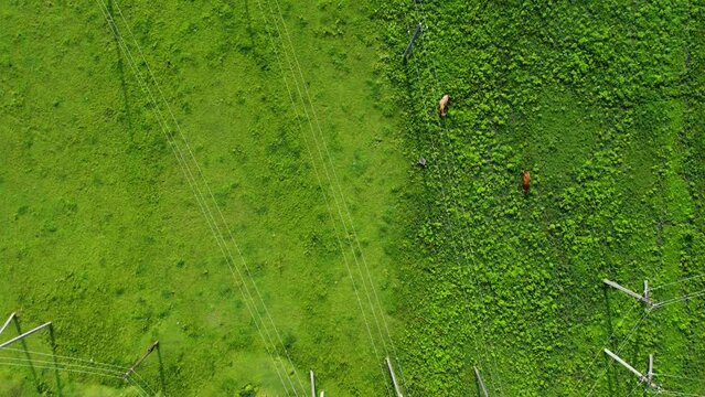 Cows and electric transmission poles
