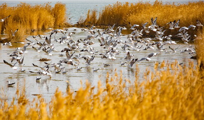 reeds and birds in the autumn