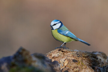 Blue tit,, Cyanistes caeruleus,, in its natural environment, Danubian wetland, Slovakia