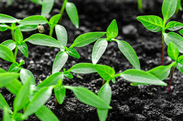 Pepper seedlings grow in the soil for seedlings and are ready for planting in the greenhouse