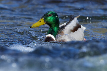 Stockenten Erpel im Frühjahr	